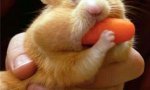 Fun Pic : Hamster