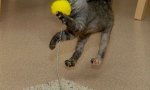 Fun Pic : Cat vs Punchball