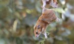 Fun Pic : Hamster in love