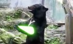 Yoda Bär