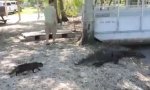 Katze vs Aligator
