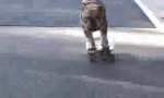 Movie : Skating dog