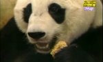 Movie : Sneezing panda