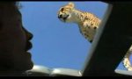 Movie : Safariabenteuer