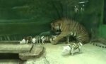 Movie : Familientausch extrem - Tiger vs