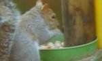 Squirrel Impossible 2