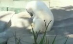 Movie : Polar bear Knut grows up