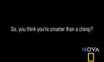 Movie : Smarter than a chimp?