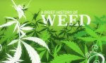 Grasgeschichte - Die Historie von Cannabis