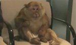 Movie : Schweinegrippe auf Affen übertragen?