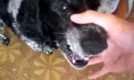 Funny Video : Mumble Dog